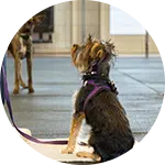 A small dog in a harness sits on a mat, facing another dog in a training environment. The setting appears to be a spacious indoor area suitable for dog training, with light-colored floors and walls.
