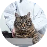 A domestic cat sitting calmly on a table, with a veterinarian's hands gently supporting it. The cat has a fluffy coat and a focused expression, symbolizing efforts in rescuing animals in need within a clinical environment.