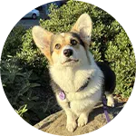 A corgi sitting on a rock with its ears perked up, looking attentively at something in the distance. Green bushes are in the background, indicating an outdoor setting. This image represents concepts related to dog training.