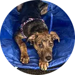 A brown and black dog resting on a blue mat. The dog is wearing a harness and appears calm, lying with its paws stretched out. This image is relevant for topics related to dog training and workshops.