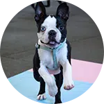 A Boston Terrier puppy jumping onto a colorful mat during a training session. The dog has a black and white coat, large ears, and is wearing a harness. This image represents engaging moments in dog training.