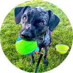 A black and white spotted dog stands on grass holding a green tennis ball in its mouth, with a blue ball visible nearby and a yellow bowl in the background. This image relates to dog training activities.