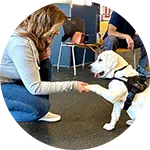 A woman kneels on the floor, interacting with a Labrador retriever wearing a harness. The dog is extending its paw towards her as part of a dog training session. In the background, a few people are seated in a training facility.