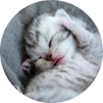 A sleeping gray and white kitten curled up with its paws covering its face, resting on a soft gray surface. The image emphasizes the appeal for animal rescue donations.