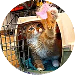 A cat with orange and white fur reaches out playfully from inside a pet carrier, swatting at a fluffy pink toy. The background includes various training equipment, suggesting a focus on animal training.