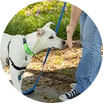 A person in blue jeans and sneakers is offering their hand to a white dog with a green harness on a leash. The background features greenery, indicating a training environment for dog training.