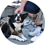 A person gently petting a black and white dog wearing a harness on a sidewalk. The dog's eyes are closed, and it appears calm. The scene reflects programs focused on rescuing animals in need and providing care.