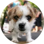 A small, mixed-breed puppy with white fur and brown patches is looking directly at the camera. In the background, people are blurred, suggesting a busy environment. The image relates to animal rescue donations.