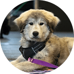 A light-colored puppy wearing a black harness and purple leash lying down. The puppy has fluffy ears and a calm expression, suggesting it is part of a dog training session or workshop.