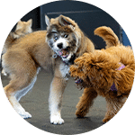 Two dogs engaging in playful interaction in a training facility. One dog is a brown and white puppy, while the other is a small brown dog with curly fur. The image emphasizes dog training activity in a social environment.