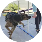 A dog navigating through upright poles during a training session, while a person, dressed in a light blue shirt and black pants, holds a treat to guide the dog's movement. This image illustrates an example of effective dog training techniques.