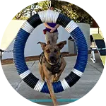 A dog performing an agility jump through a circular hoop during a training exercise. The dog appears focused and is mid-leap, with an instructor visible in the background overseeing the dog training session.