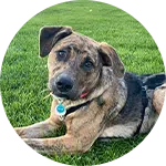 A brown and black dog lying on green grass, looking towards the camera. The dog is wearing a collar with a tag, indicating it is well cared for. This image reflects the friendly nature associated with dog training.