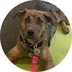 A brown and black mixed-breed dog lying on a green mat with a pink leash and collar. The dog has a focused expression, suggesting it is in a training session. This image relates to dog training.
