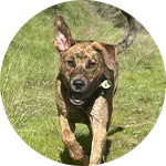 A brown and black brindle dog running in a grassy field with its ears perked up. The dog's expression appears focused and eager, showcasing an active moment suitable for dog training activities.