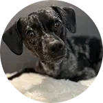 A close-up of a small black and white dog lying on a soft blanket. The dog has a curious expression with its head tilted to one side. This image relates to dog training, illustrating a pet during a training session or workshop.