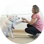 A woman kneels on the floor, gently holding a dog's paw. The dog is a large, fluffy white breed. The setting is bright and spacious, with windows allowing natural light. This scene exemplifies the efforts involved in rescuing animals in need.