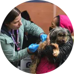 A veterinarian administers a vaccine to a small dog held by a woman. Both individuals are focused on the procedure, highlighting efforts in rescuing animals in need at a community event.