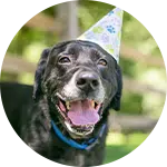 A black Labrador retriever wearing a party hat smiles broadly outdoors. The image promotes animal rescue donations, illustrating joy and companion animals.