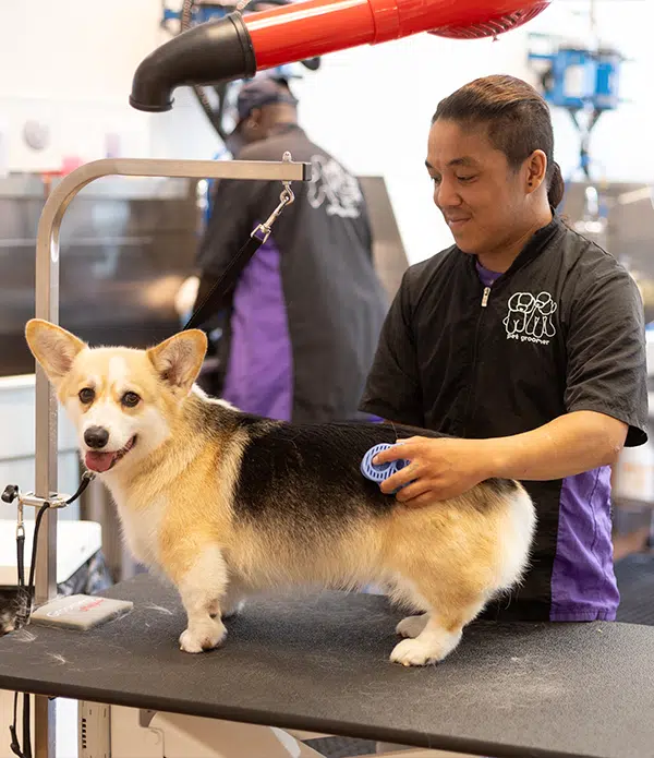 A dog groomer brushing the fur of a Corgi on a grooming table in a well-lit grooming studio. The groomer is wearing a black uniform with purple accents, focused on the task. The setting has equipment typical for pet grooming.