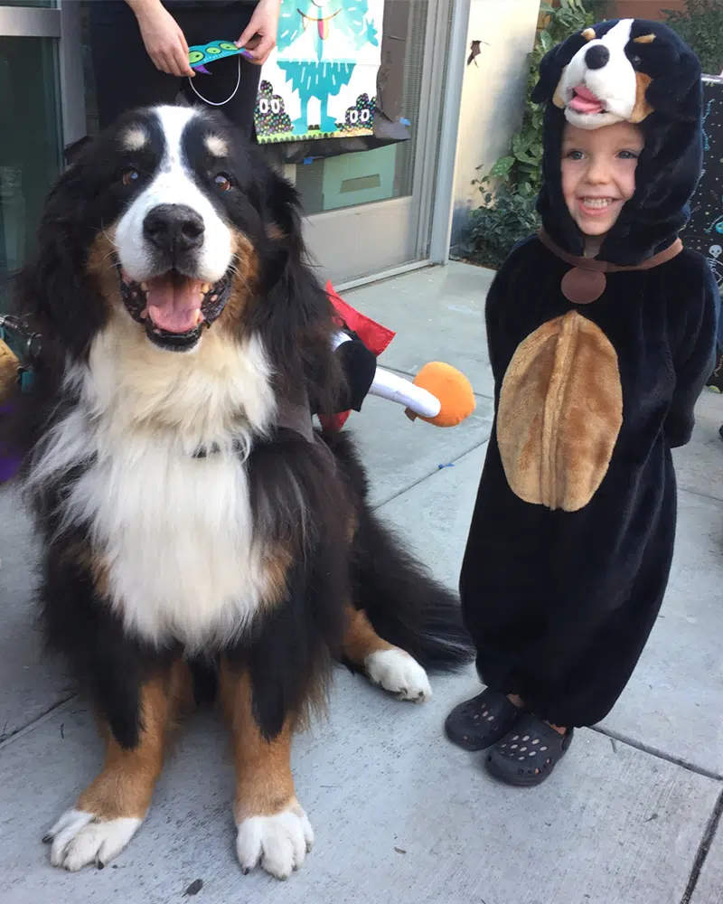 A child in a bear costume stands next to a Bernese Mountain Dog. The dog is sitting calmly, facing the camera, and is wearing a cheerful expression. The background shows a building facade with Halloween decorations.