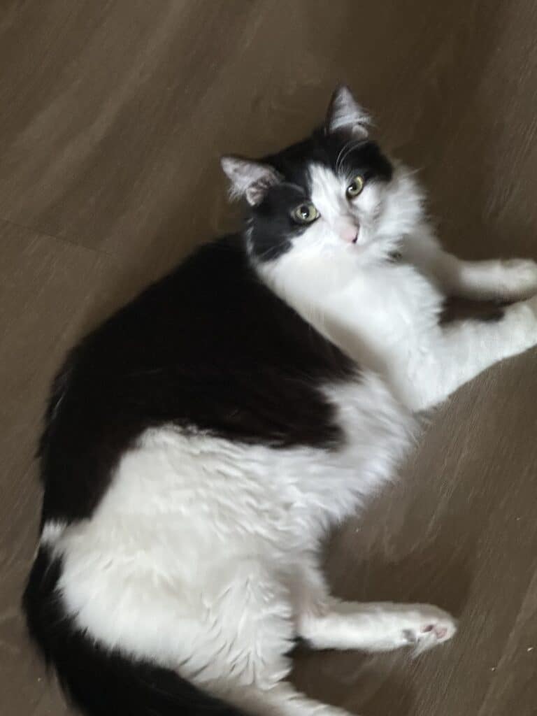 A black and white cat lying on a wooden floor. The cat has a fluffy coat with distinct black markings on its back and a mostly white belly. Its ears are pointed, and it has bright green eyes, gazing toward the camera.