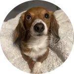 A small brown and white dog with floppy ears sits on a soft white blanket, looking curiously at the camera. This image is relevant to dog training, showcasing the attentive demeanor often encouraged in training sessions.