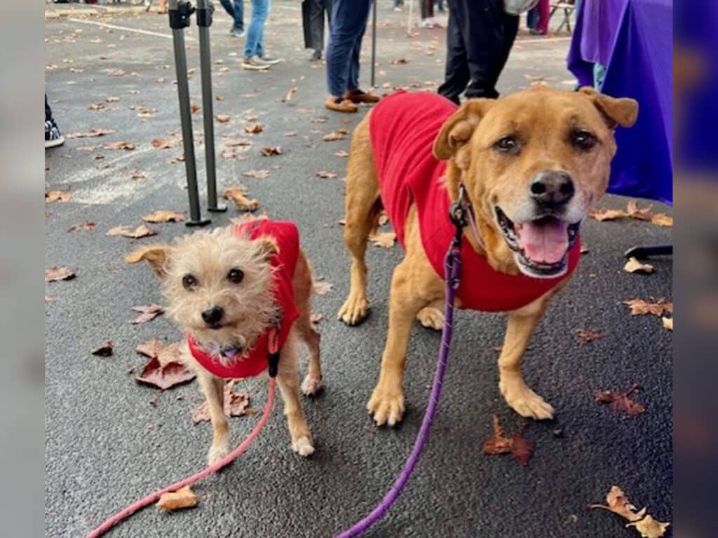 Two dogs wearing red sweaters stand on a leaf-strewn pavement. One dog is a small, light-colored terrier with a shaggy coat, while the other is a larger brown dog with a smooth coat. People are blurred in the background.