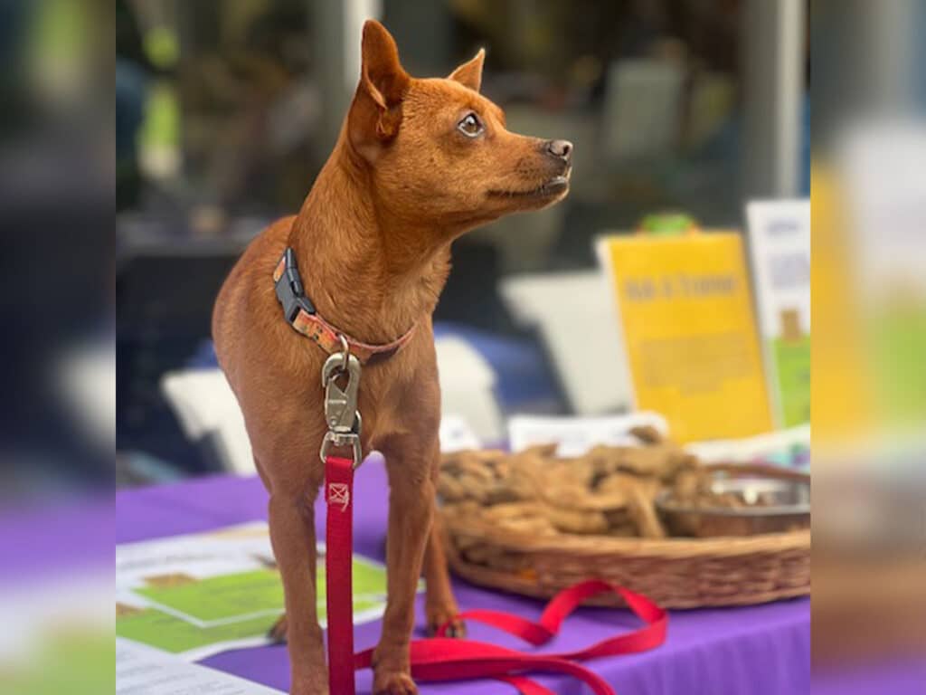 A small brown dog with a reddish coat stands on a purple tablecloth. The dog is wearing a colorful collar and appears to be looking up expectantly. In the background, there are treats and informational materials visible on the table.