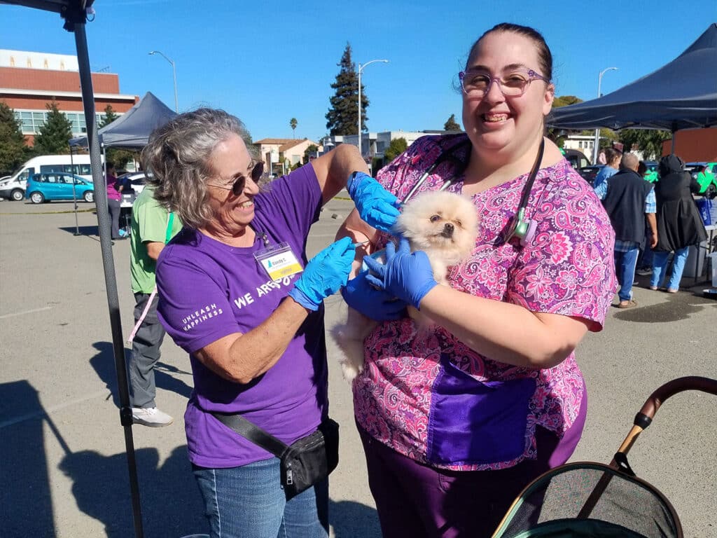 A veterinary worker in purple scrubs holds a small dog while administering a vaccine. Another volunteer in a purple shirt assists, both wearing blue gloves. In the background, a community event with people and tents is visible.