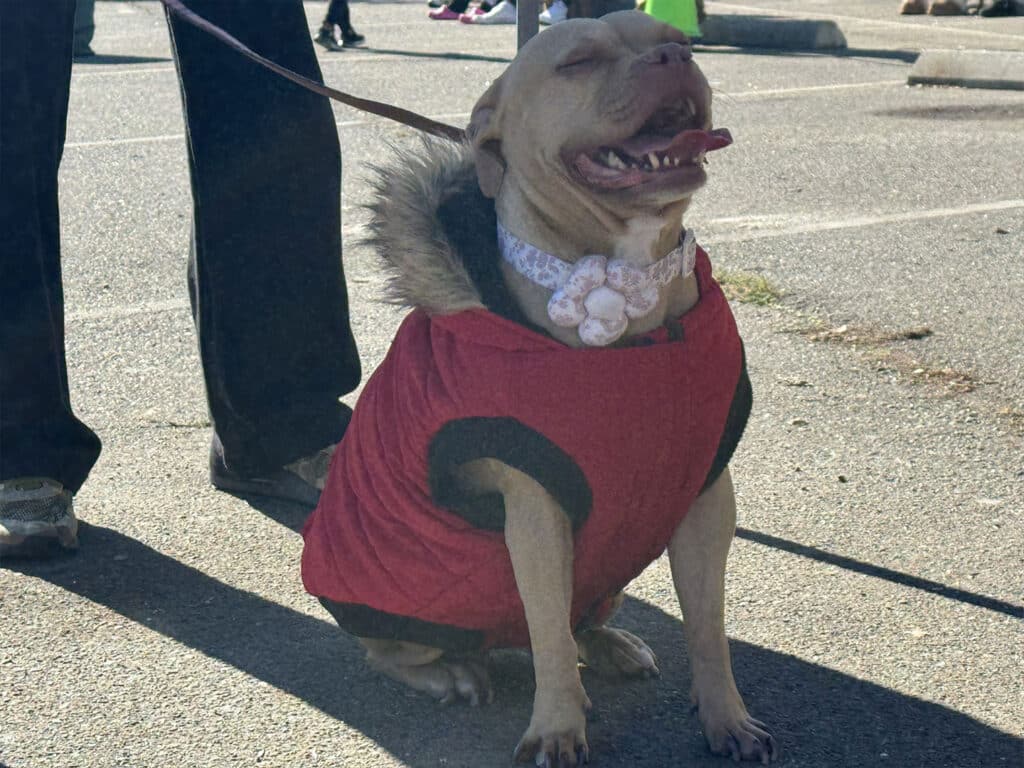 A dog wearing a red coat with a fur-trimmed hood sits on a pavement. The dog appears content with its mouth open. A person, partially visible, is holding the dog's leash.