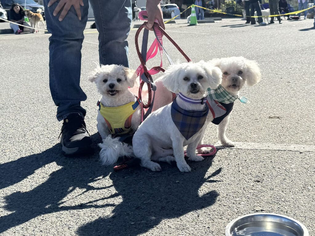 Three small dogs are sitting on the ground, leashed and wearing colorful harnesses, in a sunny outdoor setting. A person in jeans and black shoes stands nearby, with a food bowl placed on the pavement.