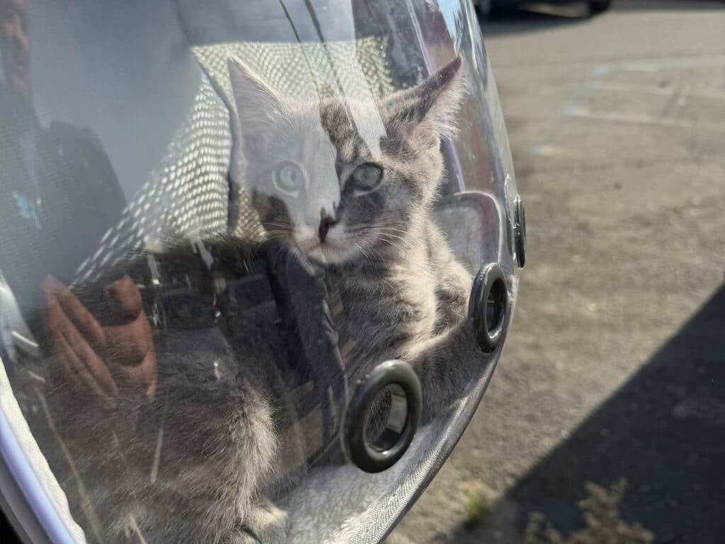 A gray kitten sitting inside a transparent helmet with mesh ventilation, looking out. The background shows an outdoor parking area. The image captures the kitten's curious expression and the reflective surface of the helmet.