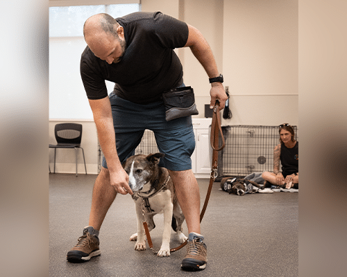 A man kneels beside a medium-sized dog, holding its leash while giving it a treat. The room has a gray floor and a few chairs in the background, with a woman seated and observing in the distance. The focus is on the man's interaction with the dog.