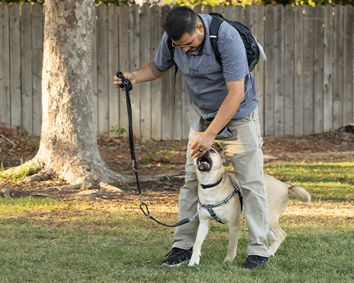 A man in a gray shirt with a backpack interacts with a dog in a grassy park. The dog, wearing a harness, appears to be engaged and looking up at the man, who is bending down and holding the leash.