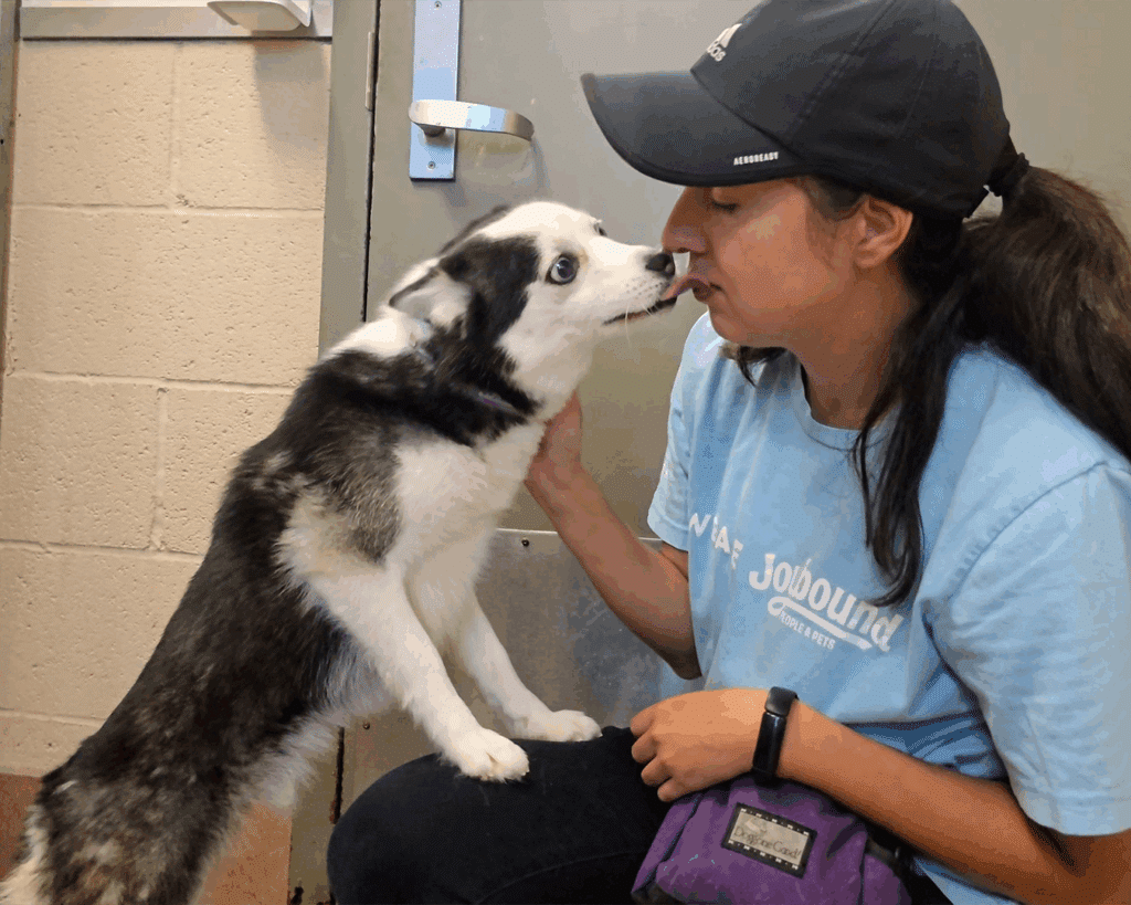A woman wearing a light blue shirt and cap interacts with a black and white dog, who is standing on its hind legs and leaning towards her face in a room with a metal door. They are both smiling.