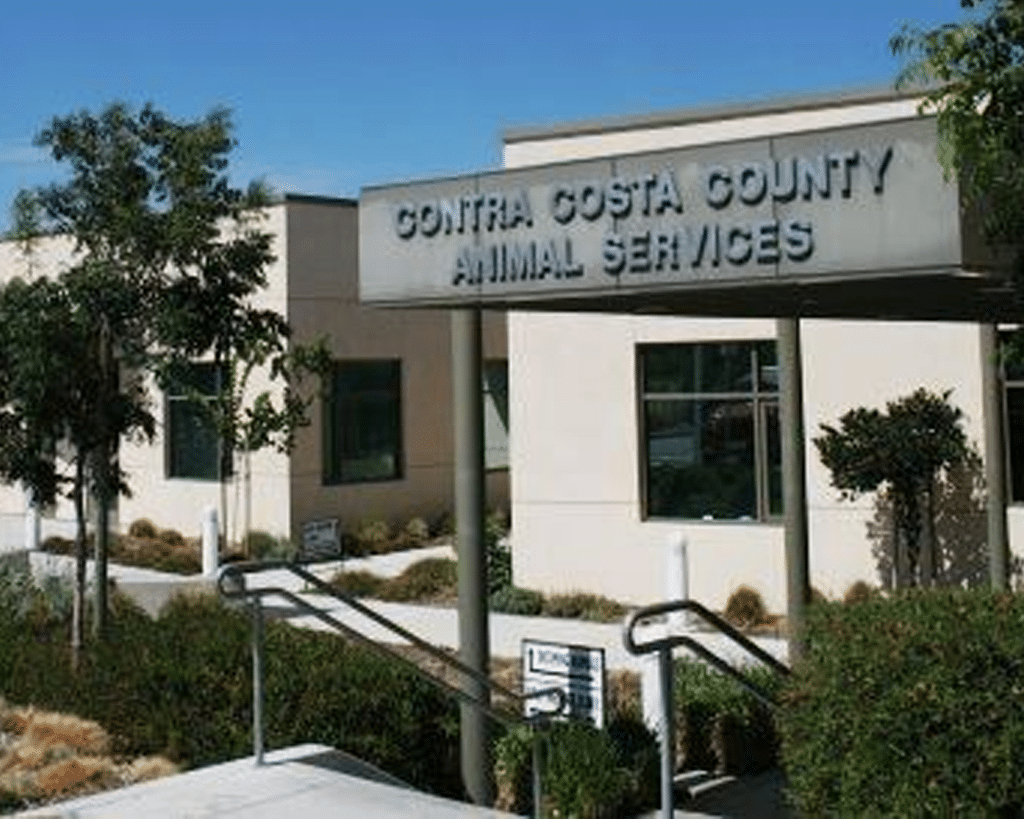The exterior of the Contra Costa County Animal Services building, featuring a sign with the facility's name. It is a modern building with landscaping consisting of trees and low shrubs under a clear blue sky.