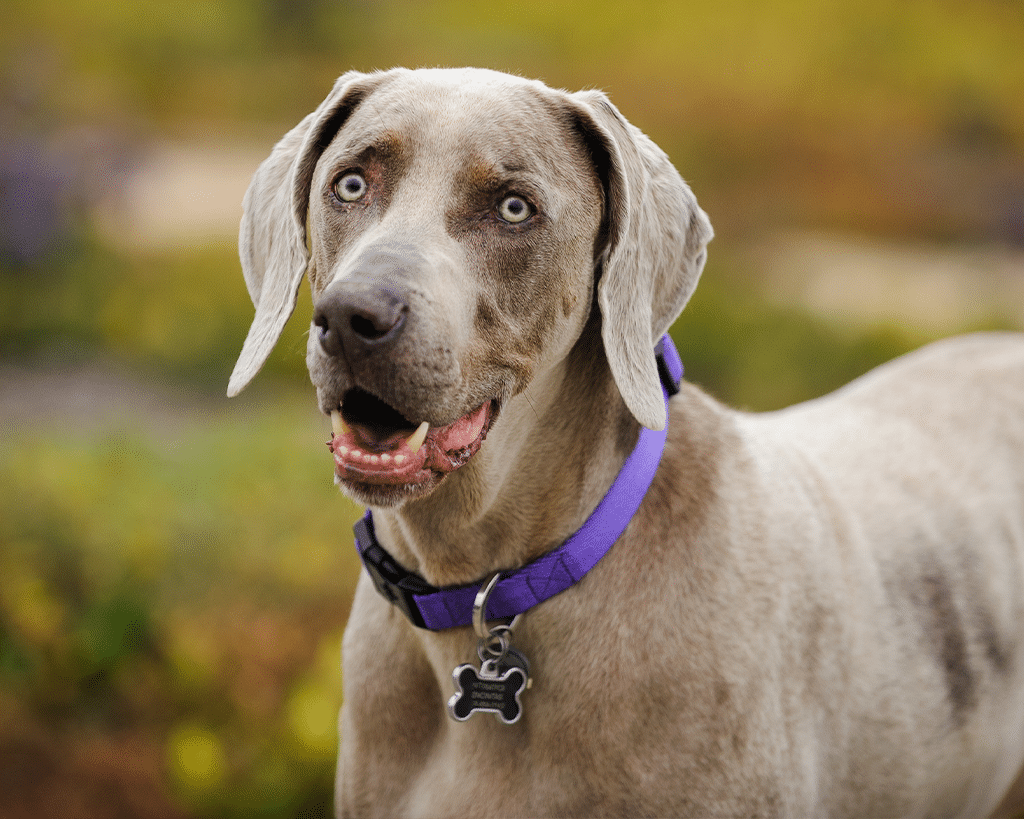 A Weimaraner dog with a silver-gray coat and blue-gray eyes, wearing a purple collar with a bone-shaped tag. The background features soft greenery and blurred flowers, suggesting a natural outdoor setting.