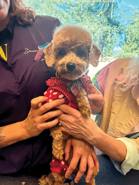 A small poodle wearing a red outfit with white polka dots is being held by two people. One person has visible tattoos and wears a dark vest while the other has light hair and is in a colorful shirt. This image reflects the Joybound Strategic Plan within the Impact Report 2024-2025.