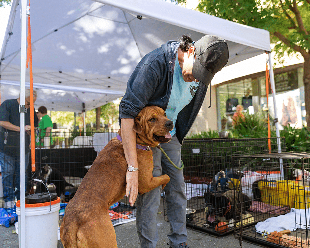 A person gently embracing a brown dog at an outdoor event, with a tent overhead. In the background, there are several dog crates and people are seen engaging in the event. Sunlight filters through the trees nearby.