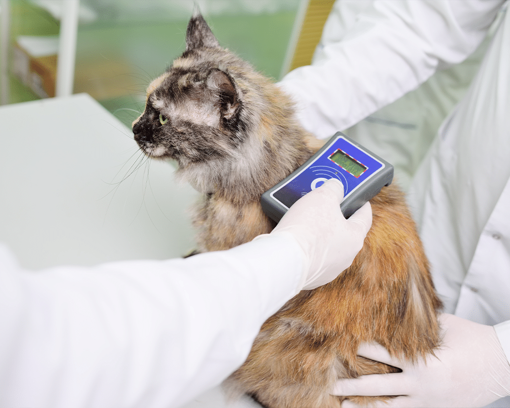 A veterinarian uses a handheld device to scan a tortoiseshell cat for a microchip. The cat is being held on a table, while the vet wears surgical gloves and focuses on the scanning device.