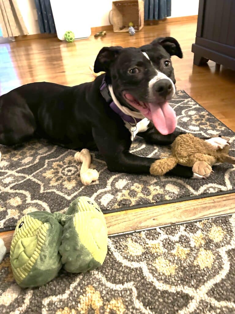 A black and white dog lying on a patterned rug with a joyful expression. The dog has a purple collar and is playing with a stuffed toy. Nearby, there are two green toys visible. This image complements the Joybound Strategic Plan in the Impact Report 2024-2025.