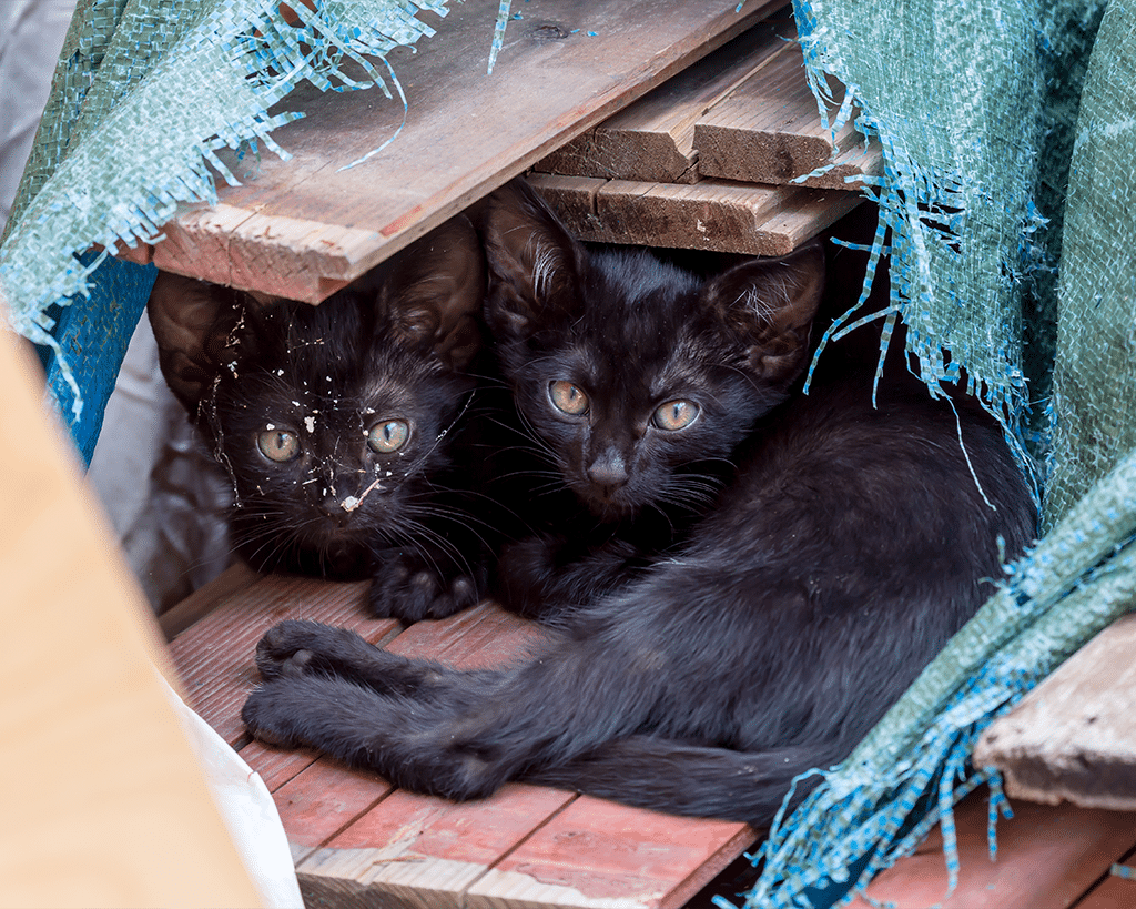 Two black kittens with large eyes are nestled together under a pile of wooden boards and tattered fabric. They appear alert and curious, surrounded by a mixture of debris. This image illustrates the potential hiding spots for lost or injured animals.