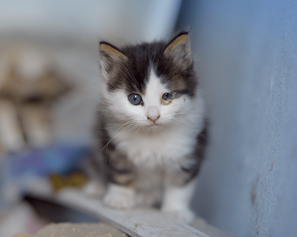 A small, fluffy kitten with black and white fur and blue eyes, standing on a ledge. The background is blurred, suggesting an indoor or outdoor setting with various indistinct objects.