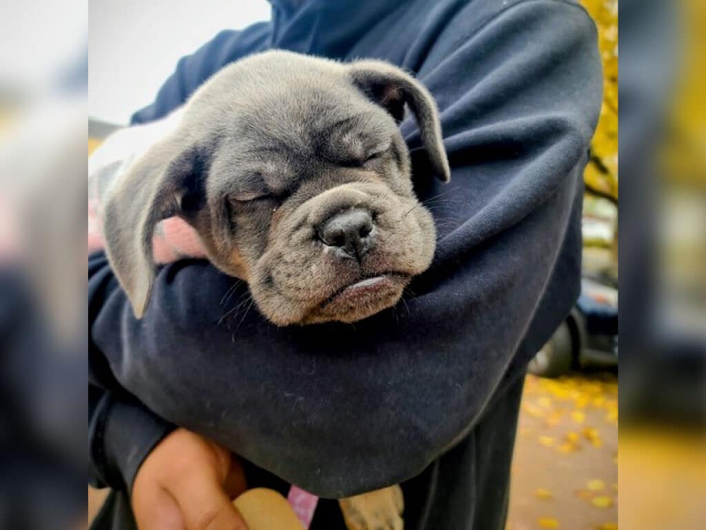 A small, gray puppy with closed eyes is being held in a person's arm. The setting features fall foliage, suggesting an outdoor location. The person is wearing a dark jacket, and the background shows hints of parked vehicles.