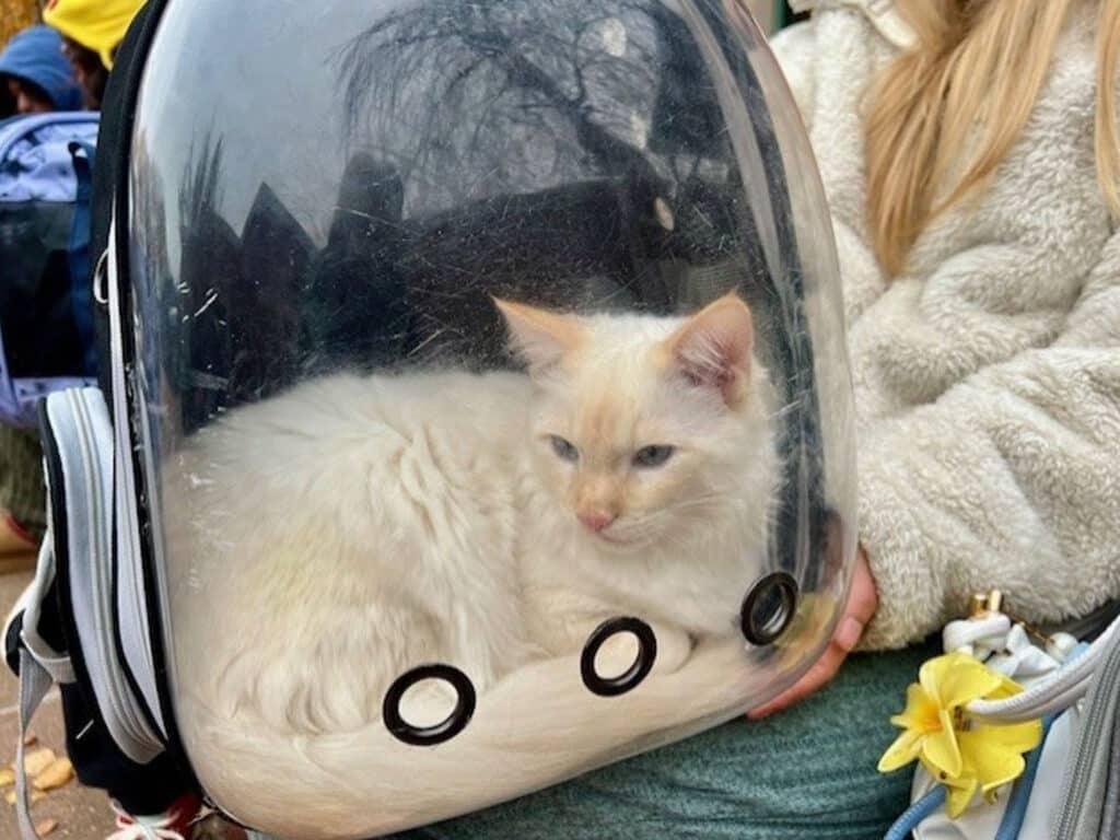 A white cat with blue eyes rests inside a transparent, bubble-shaped pet carrier held by a person. The carrier features circular ventilation holes and is positioned on a person's lap, with a casual outdoor setting in the background.