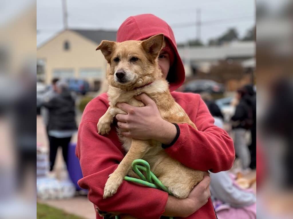 A person in a red hoodie is holding a small brown dog with perky ears. The background features a blurred outdoor scene with people and vehicles, suggesting a community event.