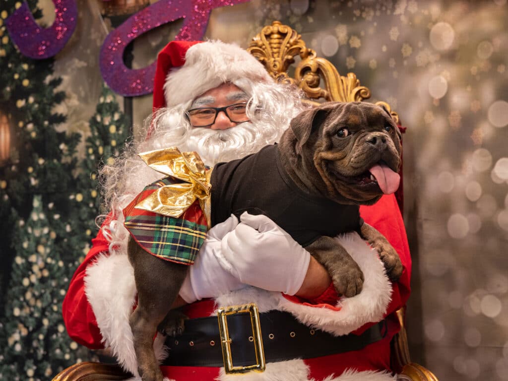 A person dressed as Santa Claus, with glasses and a white beard, holds a brown French Bulldog wearing a black shirt and a plaid bow. The background features festive decorations and blurred lights, creating a holiday atmosphere.