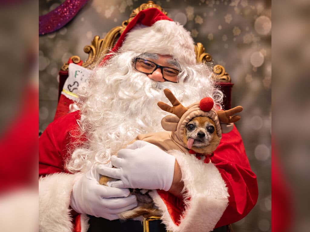 A person dressed as Santa Claus with a white beard and glasses holds a small dog wearing a reindeer costume. The background features a festive, blurred setting with lights. Santa is in a red outfit with white gloves and a cozy chair.