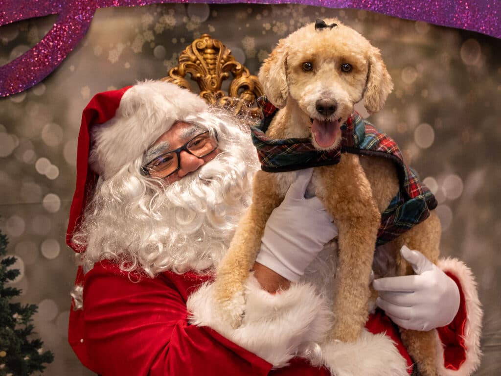 A person dressed as Santa Claus holding a dog in a festive setting. The dog, wearing a plaid outfit, is positioned happily in Santa's arms. Behind them, a blurred background with twinkling lights adds to the holiday atmosphere.